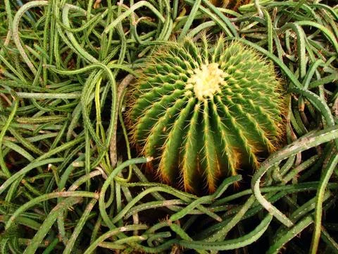 Was surrounded by cactus Stock Photos