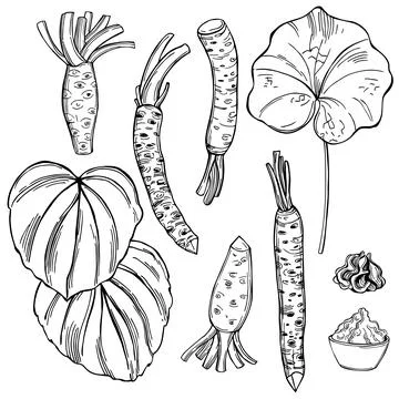 Wasabi, root and leaves. Vector   illustration. Illustrazione stock