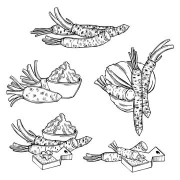 Wasabi, root and leaves. Vector   illustration. Stock Illustration