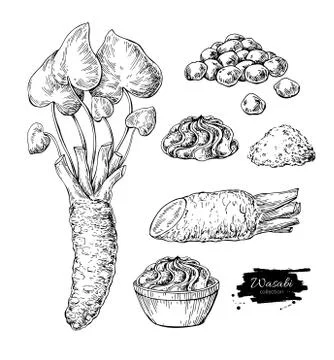 Wasabi root, slice , sauce spill, peas vector drawing. Hand drawn sushi Stock Illustration
