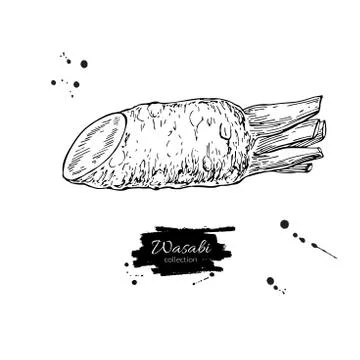 Wasabi root slice vector drawing. Hand drawn plant botanical sketch. Sushi Stock Illustration