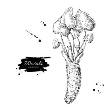 Wasabi root vector drawing. Hand drawn plant botanical sketch. Sushi ingredient. Illustrazione stock