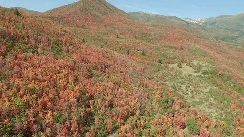 Wasatch mountain range is lit up with the trees changing red because of fall Stock Footage 87192429