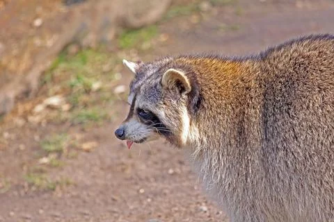Waschbär Stock Photos