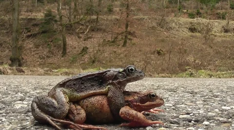 Waser frogs during mating Stock Footage 42364304