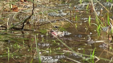Waser frogs during mating Stock Footage 42364585