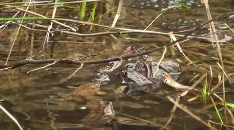 Waser frogs during mating Stock Footage 42364697