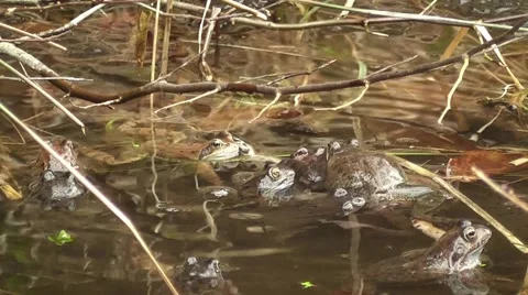 Waser frogs during mating Stock Footage 42364710