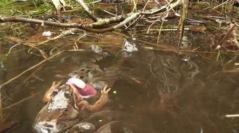Waser frogs during mating Stock Footage 42364784