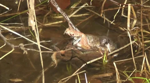 Waser frogs during mating Stock Footage 42364827