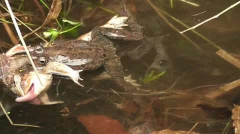 Waser frogs during mating in a stream Stock Footage 42364691