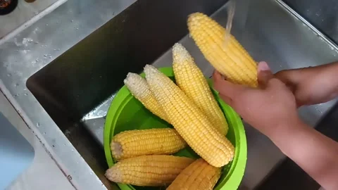 Wash corn at sink Stock Footage 235776630