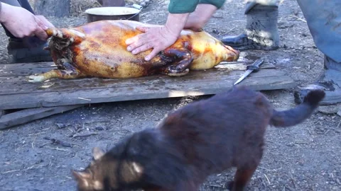 Wash the dead pig Stock Footage 138386085