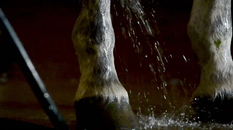 Wash hoofs Stock Footage 50518260
