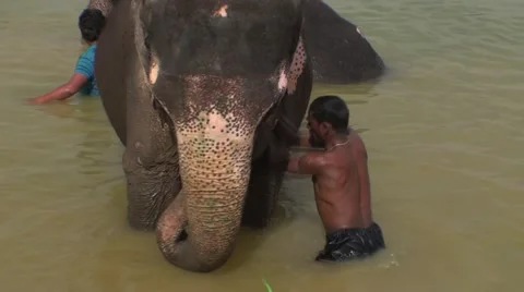 Wash of Indian elephant with cornac 库存影片 52179799