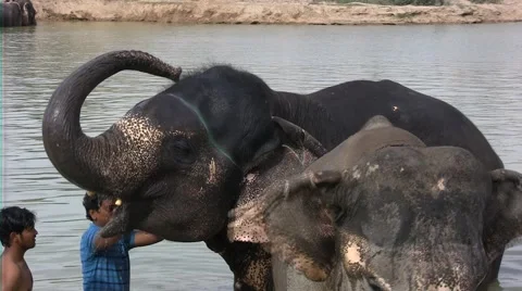 Wash of Indian elephant Stock Footage 51969904
