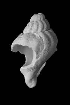 Wash up shell Foto stock