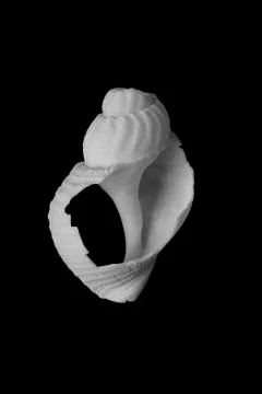 Wash up shell Stock Photos