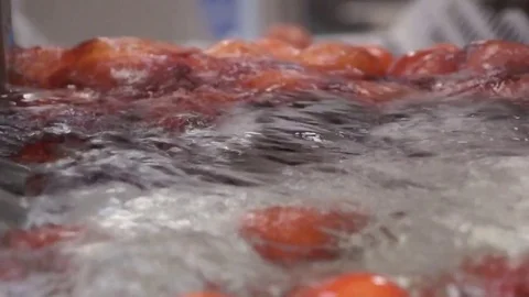 Wash the tomatoes in water Stock-Footage 81016925