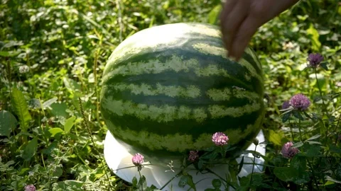 Wash watermelon on the grass Stock Footage 97627434