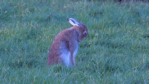Wash your Hare County Fermanagh Northern Ireland Video stock 99449778
