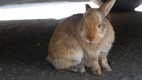 Wash Your Hare Stock Footage 99844977