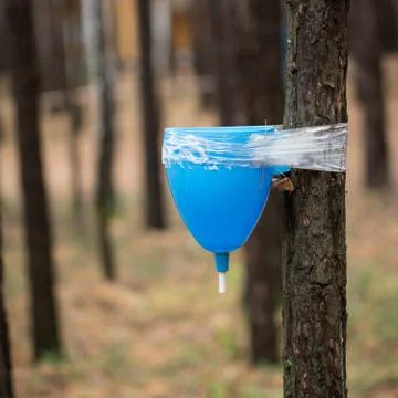 Washbasin on a tree Stock Photos