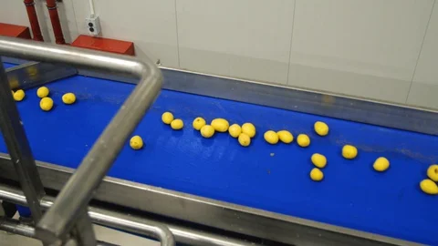 Washed and clean potatoes on blue conveyor belt. Organic product. Eco-friendly 스톡 동영상 128204297