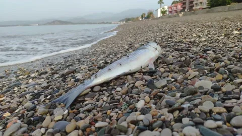 Washed ashore big dead fish on the Calis beach Stock Footage 146471243