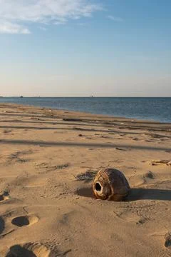 Washed Ashore Coconut Shell on Sunny Beach Sand Fotos de archivo