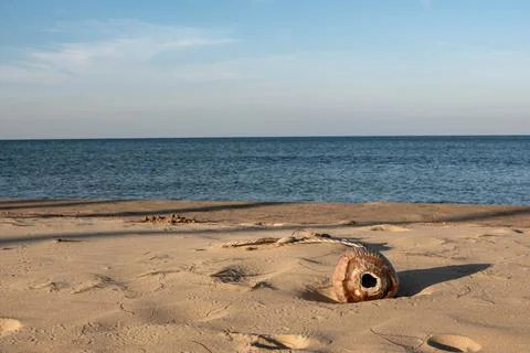 Washed Ashore Coconut Shell on Sunny Beach Sand Fotos de archivo