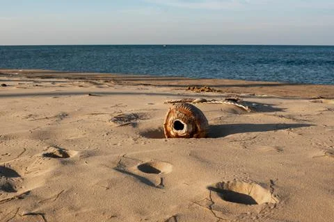Washed Ashore Coconut Shell on Sunny Beach Sand Fotos de archivo