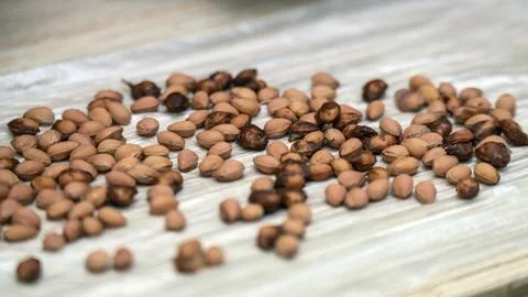 Washed cherry pits drying on a plastic bag for crafting eco-friendly childr.. Stock Photos