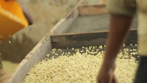 Washed coffee beans poured to be dried in the sun Stock Footage 169667005