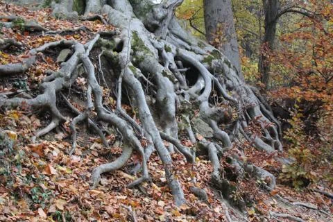 Washed, far reaching roots of a tree  Stock Photos