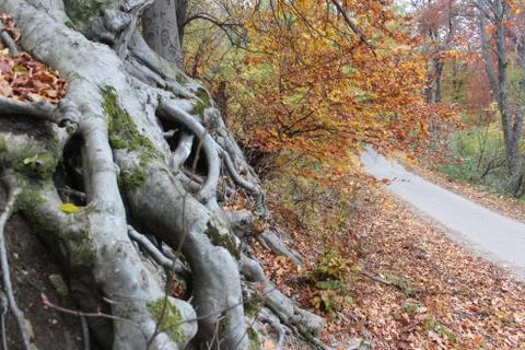 Washed, far reaching roots of a tree  Stock Photos