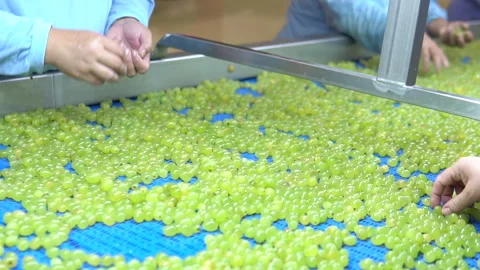 Washed grapes on belt, fa01 Stock Footage 285432064