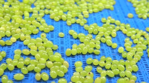 Washed grapes on belt, fa01 Stock Footage 285433515