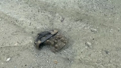 Washed up Hat Covered in Barnacles on a Beach Video stock 228609805
