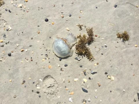 Washed up jellyfish Stock Photos
