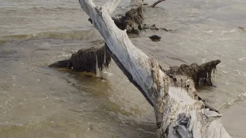 Washed out Driftwood on the Beach. Stock Footage 166974381