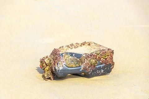 Washed up plastic canister with shells on polluted beach Thailand. Stock Photos