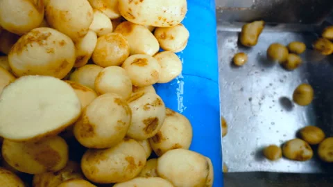 Washed potatoes fall from a conveyor into a box in a food production facility. Stock Footage 104976469
