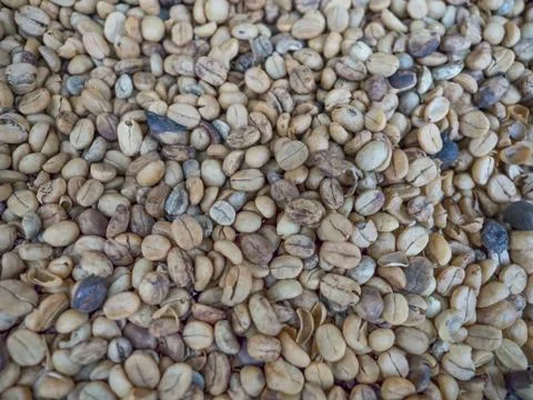 Washed process coffee beans Stock Photos