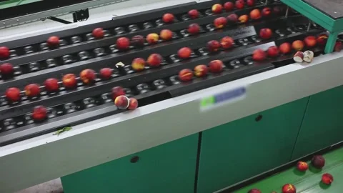Washed ripe peaches running on conveyor belt of processing line in fruit packing Stock Footage 166176830