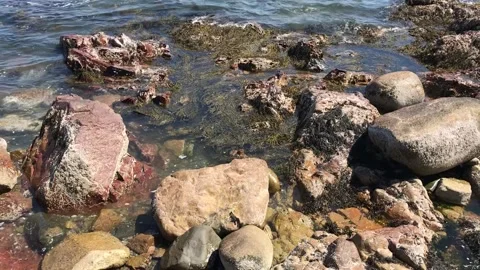 Washed Up Seaweed Stock Footage 157326933