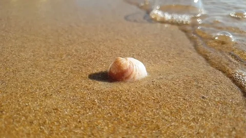 Washed shells on the sea shore. Summertime on the coast. Video stock 117124934