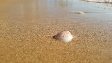 Washed shells on the sea shore. Summertime on the coast. Stock Footage 117124975