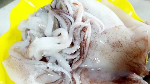Washed squid Stock Footage 205164902