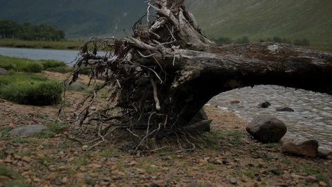 Washed up tree in the Highlands Slow right pan and zoom out Stock Footage 104080124
